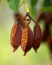 Load image into Gallery viewer, Kurrajong  Bottle Tree  Brachychiton populneus  20 Seeds