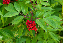 Load image into Gallery viewer, Red Elderberry Sambucus racemosa 50 Seeds