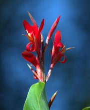 Load image into Gallery viewer, Red Canna Canna indica 20 Seeds