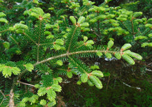 Load image into Gallery viewer, Fraser Fir Abies fraseri 20 Seeds