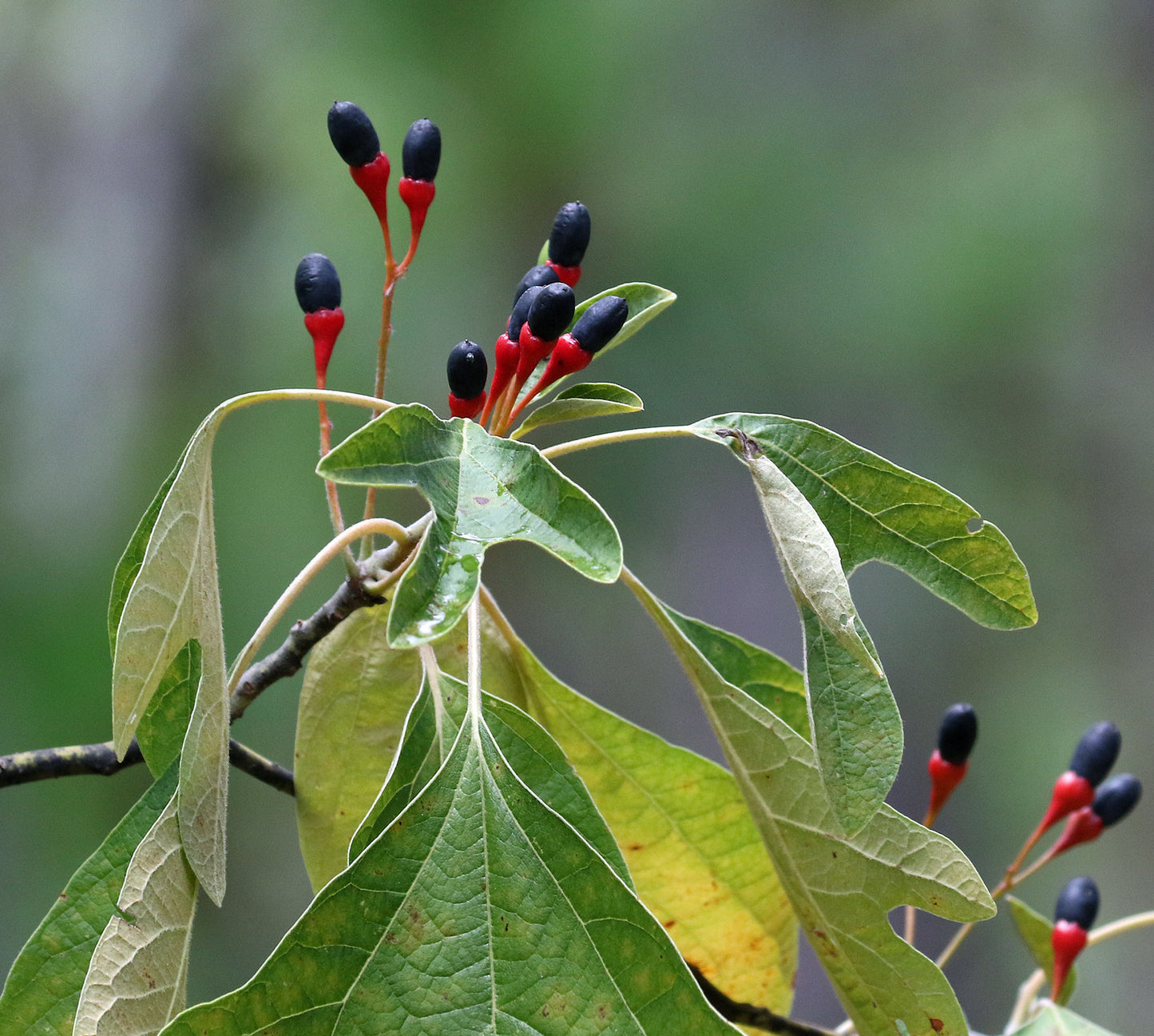 Sassafras Sassafras albidum 5 Seeds