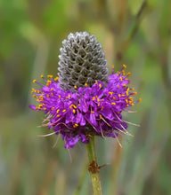 Load image into Gallery viewer, Purple Prairie Clover Dalea purpurea 20 Seeds