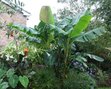 Load image into Gallery viewer, Sikkim Hardy Banana Musa sikkimensis  20 Seeds