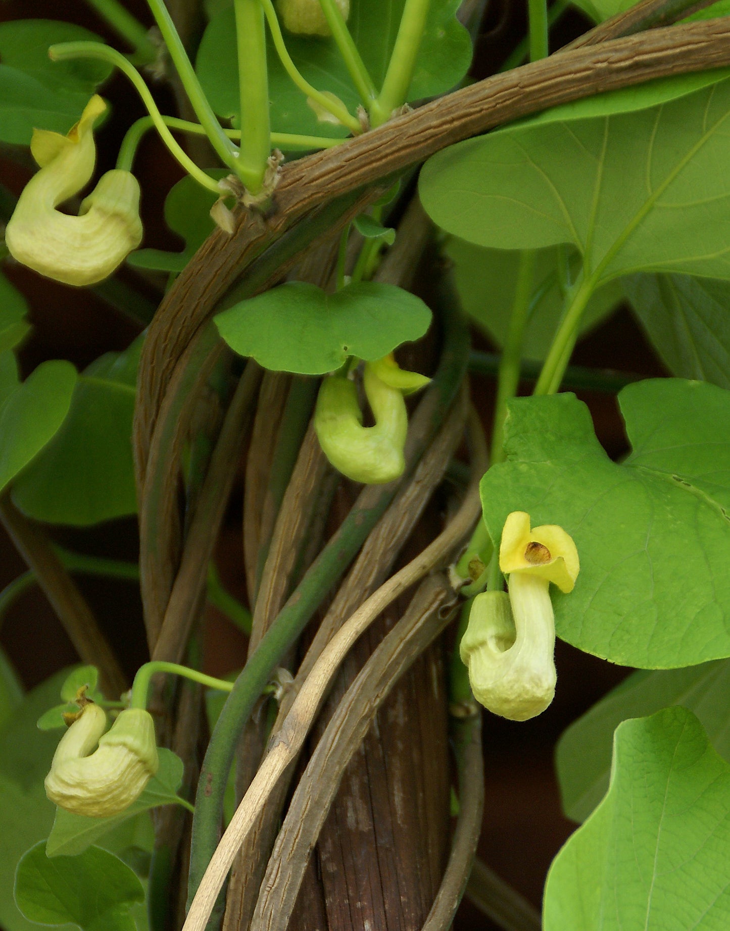 Manchurian Dutchman's Pipe Aristolochia Manchuriensis 200 Seeds   USA Company