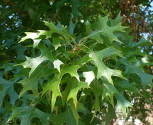 Load image into Gallery viewer, Shumard Oak  Quercus shumardii  20 Seeds