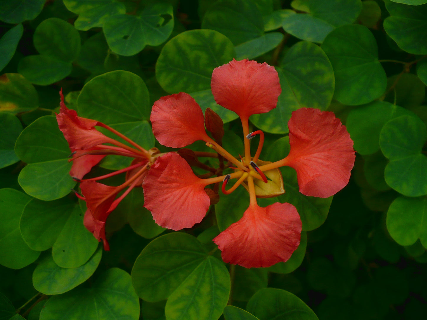 Red Orchid Tree Bauhinia galpinii  5 Seeds