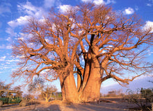 Load image into Gallery viewer, African Baobab Adansonia digitata 10 Seeds