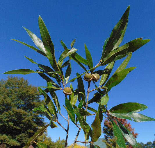 Willow Oak Quercus phellos 20 Seeds
