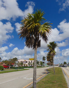 Florida Thatch Palm Thrinax radiata 20 Seeds