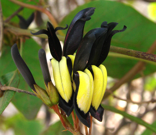 Black Coral Pea Kennedia nigricans 10 Seeds  USA Company