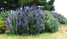 Load image into Gallery viewer, Pride of Madeira Echium candicans 100 Seeds