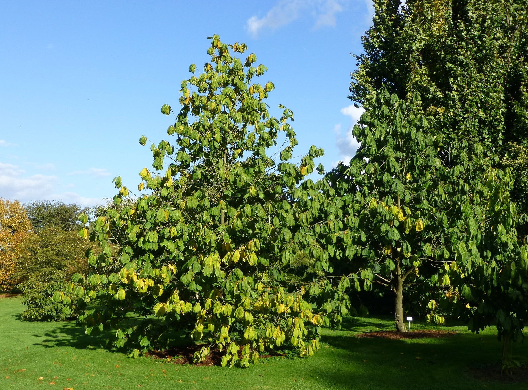 Pawpaw Tree Asimina Triloba 10 Seeds R B Floridaseeds pawpaw-tree-asimina-triloba-10-seeds-r-b-floridaseeds