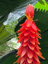 Load image into Gallery viewer, Red Banana  Musa haekkinenii  20 Seeds