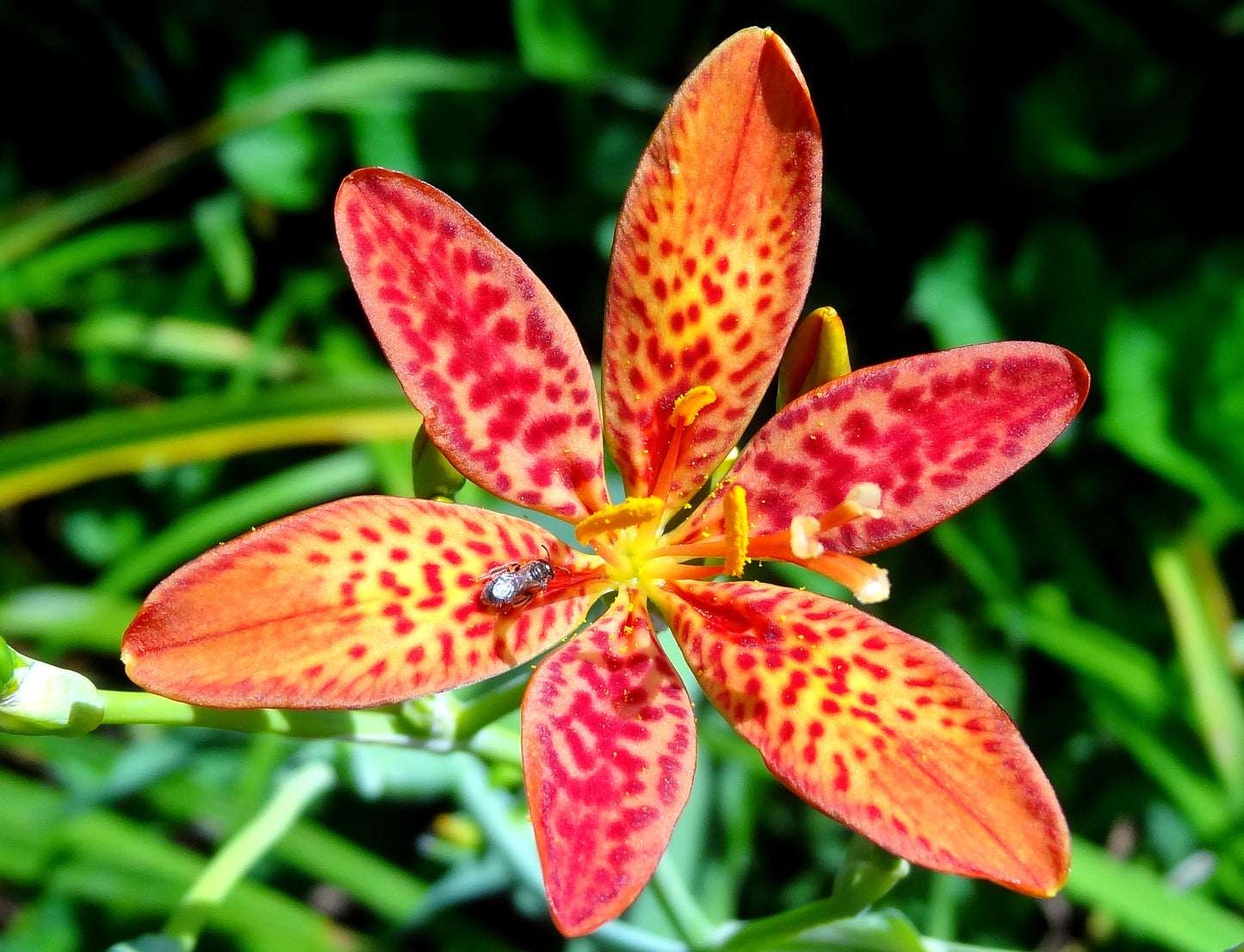 leopard lily flower Leopard Lily 20 Seeds Belamcanda chinensis – R&B Floridaseeds