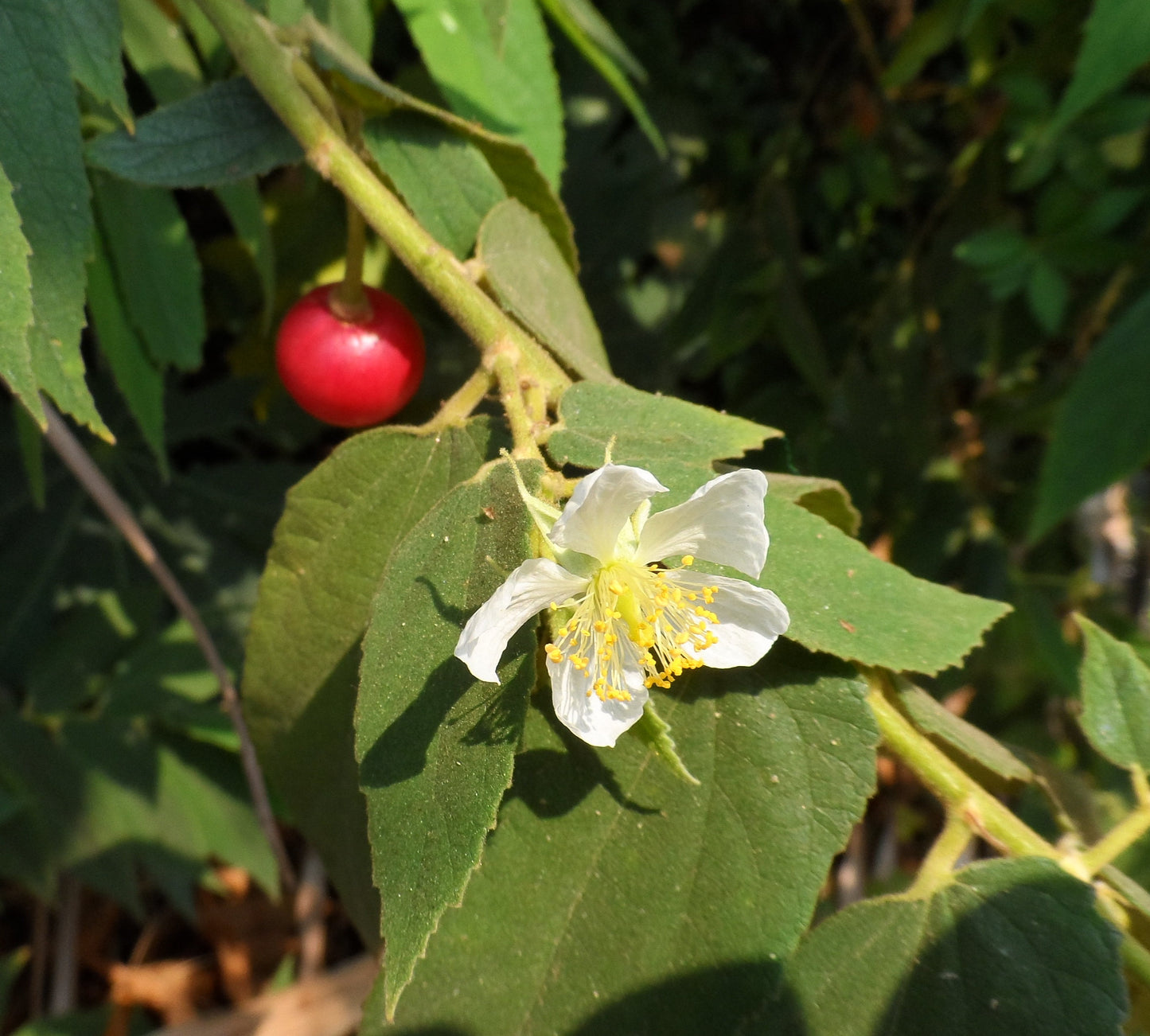 Jamaican Cherry Strawberry Tree Muntingia calabura 100 Seeds  USA Company