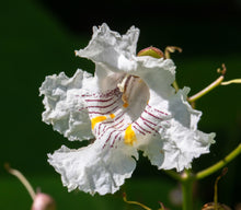 Load image into Gallery viewer, Northern Catalpa Catalpa speciosa 50 Seeds
