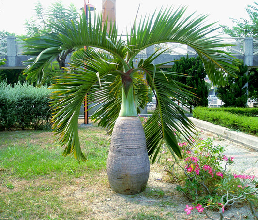 Bottle Palm Hyophorbe lagenicaulis 20 Seeds  USA Company