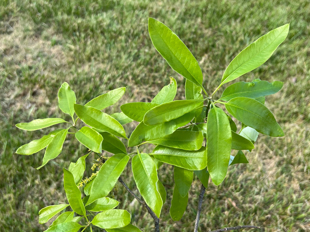 Northern Laurel Oak Quercus imbricaria 20 Seeds
