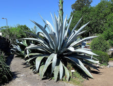Load image into Gallery viewer, Century Plant Agave americana 20 Seeds