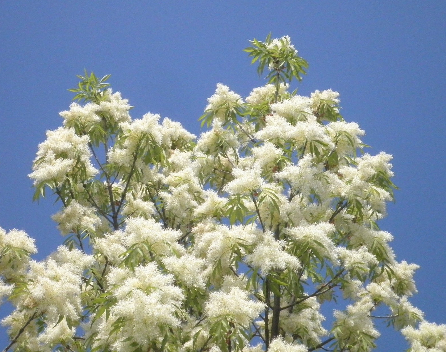 Flowering Ash Fraxinus ornus 20 Seeds  USA Company