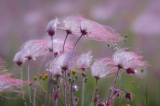 Prairie Smoke Geum triflorum 20 Seeds  USA Company