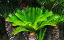 Load image into Gallery viewer, Sago Palm  Cycas revoluta  5 Seeds