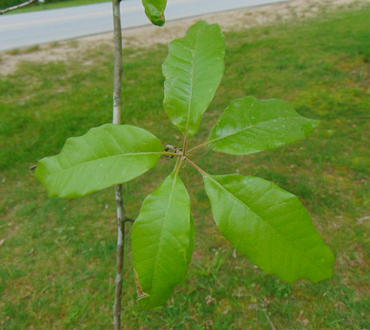 Northern Laurel Oak Shingle Oak Quercus imbricaria 20 Seeds   USA Company