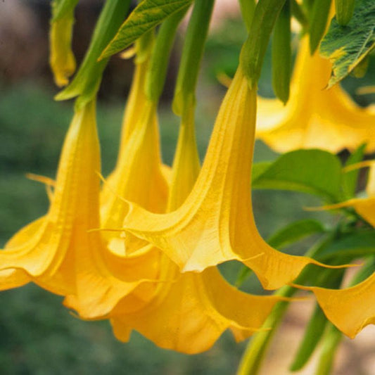 Yellow Angel's Trumpet Brugmansia suaveolens 5 Seeds  USA Company