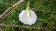 Load image into Gallery viewer, White Butterfly Pea Clitoria ternatea 10 Seeds