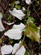 Load image into Gallery viewer, Cat Greenbrier Smilax glauca 20 Seeds