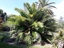 Load image into Gallery viewer, Formosa Palm Arenga engleri 100 Seeds