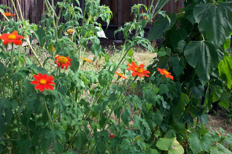 Mexican Sunflower Tithonia speciosa 100 Seeds   USA Company