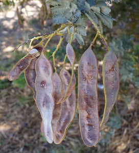 Cootamundra Wattle Acacia baileyana 20 Seeds