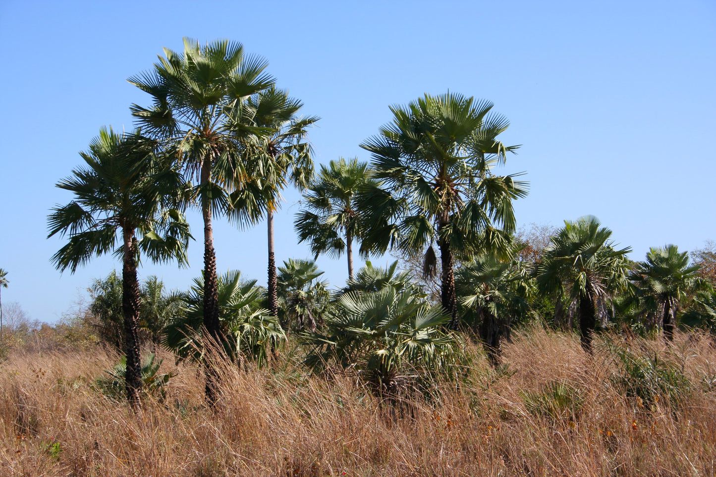 Carnauba Wax Palm Copernicia cerifera 20 Seeds