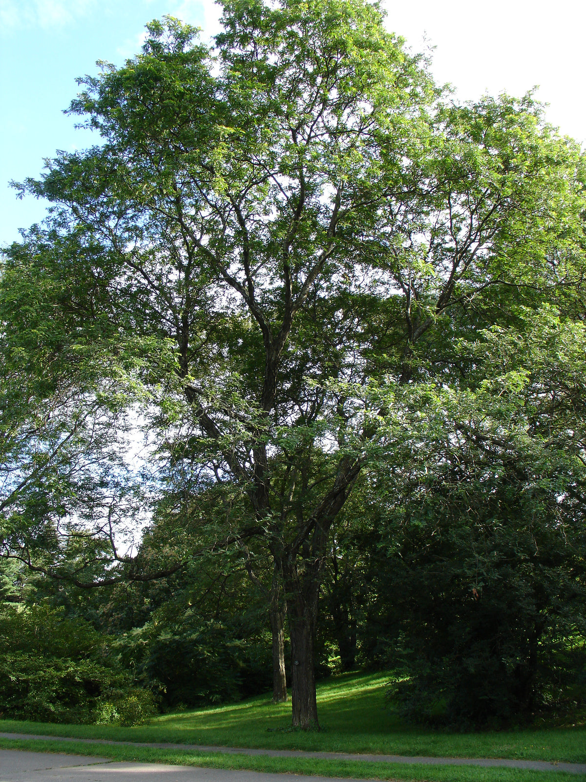 Honey Locust Gleditsia triacanthos 10 Seeds – Florida Seeds