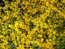 Load image into Gallery viewer, Weeping Forsythia Forsythia suspensa 20 Seeds