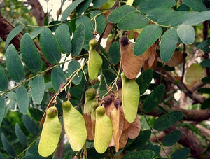 Tipu Tree Pride of Bolivia Tipuana tipu 20 Seeds