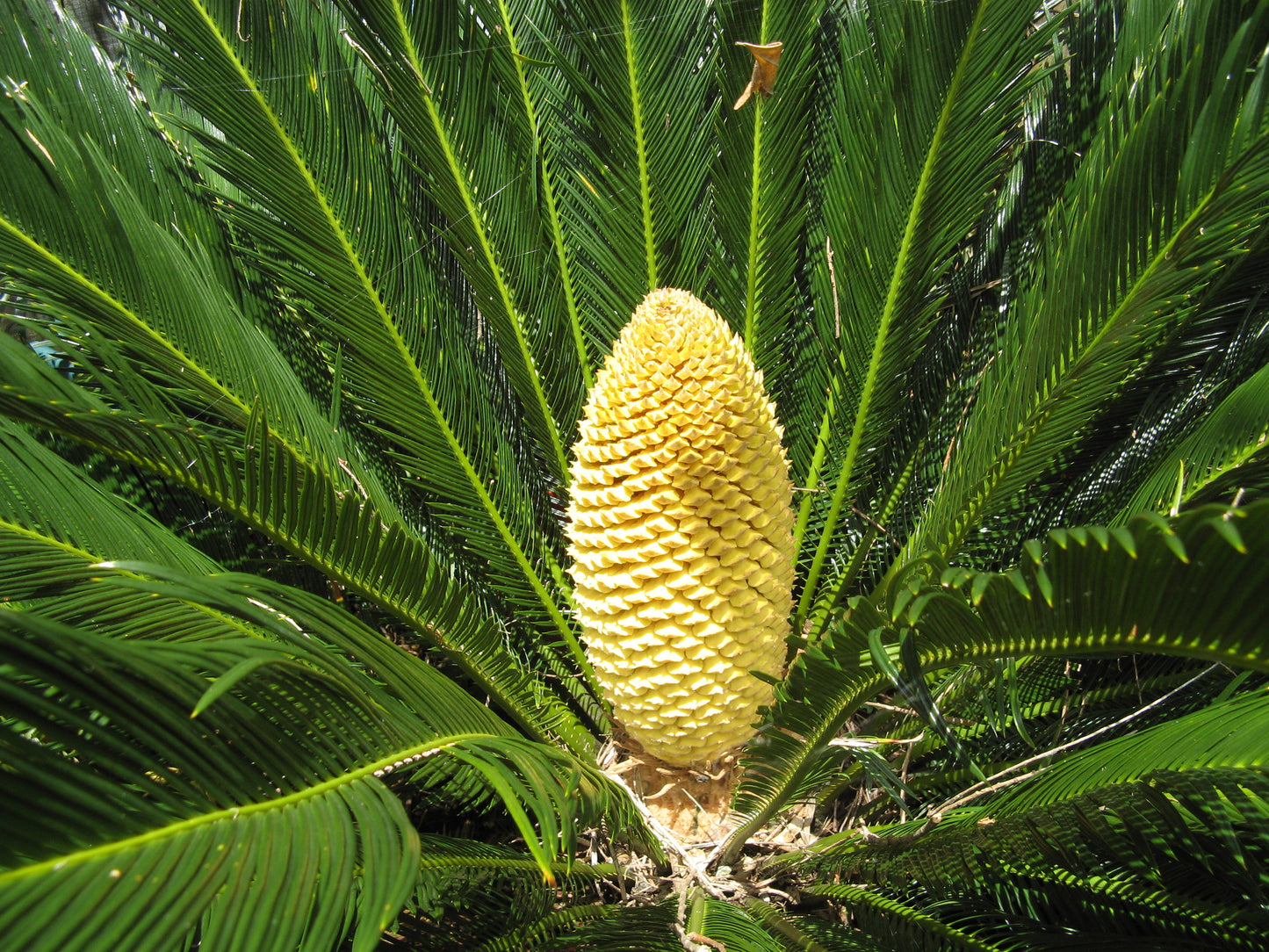 Sago Palm Cycas revoluta 5 Seeds