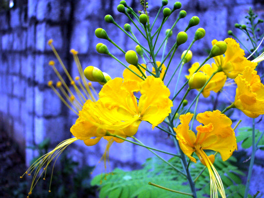 Yellow Pride of Barbados Caesalpinia pulcherrima 10 Seeds  USA Company