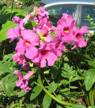 Load image into Gallery viewer, Hardy Gloxinia  Incarvillea delavayi  20 Seeds