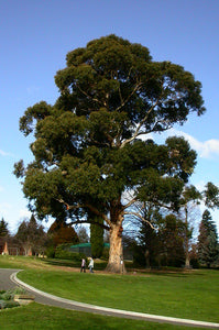Southern Blue Gum Eucalyptus globulus 20 Seeds