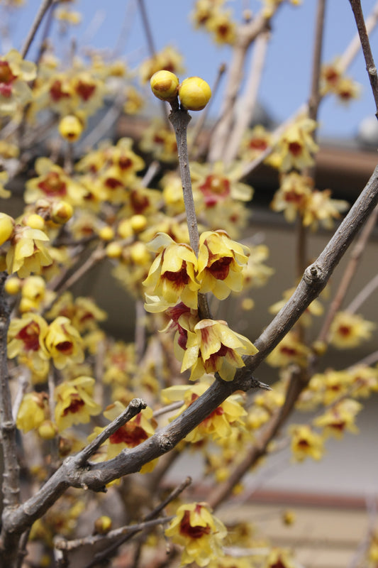 Wintersweet   10 Seeds  Chimonanthus praecox