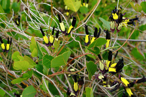 Black Coral Pea  Kennedia nigricans  10 Seeds
