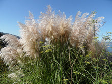 Load image into Gallery viewer, Pampas Grass Cortaderia selloana 50 Seeds