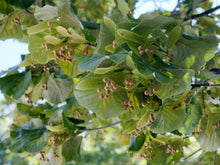 Load image into Gallery viewer, Silver Linden Silver Lime Tilia tomentosa 20 Seeds