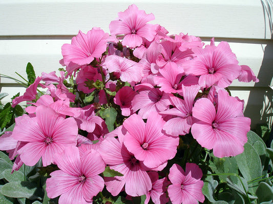 Rose Mallow   100 Seeds   Lavatera trimestris