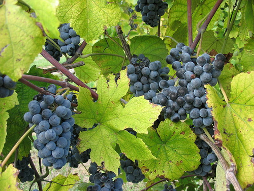 Summer Grape Vitis aestivalis 20 Seeds  USA Company