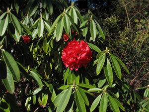 Tree Rhododendron Rhododendron arboreum 20 Seeds