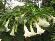Load image into Gallery viewer, White Angel&#39;s Trumpet Brugmansia suaveolens 20 Seeds