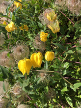 Load image into Gallery viewer, Golden Clematis  Clematis tangutica  50 Seeds